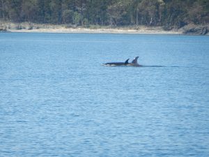 Two Oracs we saw while watching on Captain Dennis’ boat.