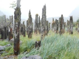 Grove of pilings from when this was a 1200-person town